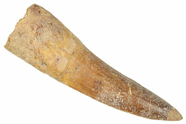 Bargian, Fossil Spinosaurus Tooth - Real Dinosaur Tooth #350128
